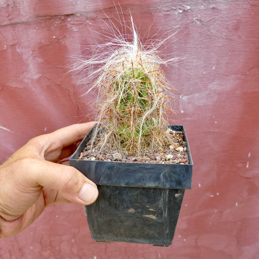 Oreocereus celsianus var. celsianus piccolo cactus con densa peluria bianca e lunghe spine marroni in vaso