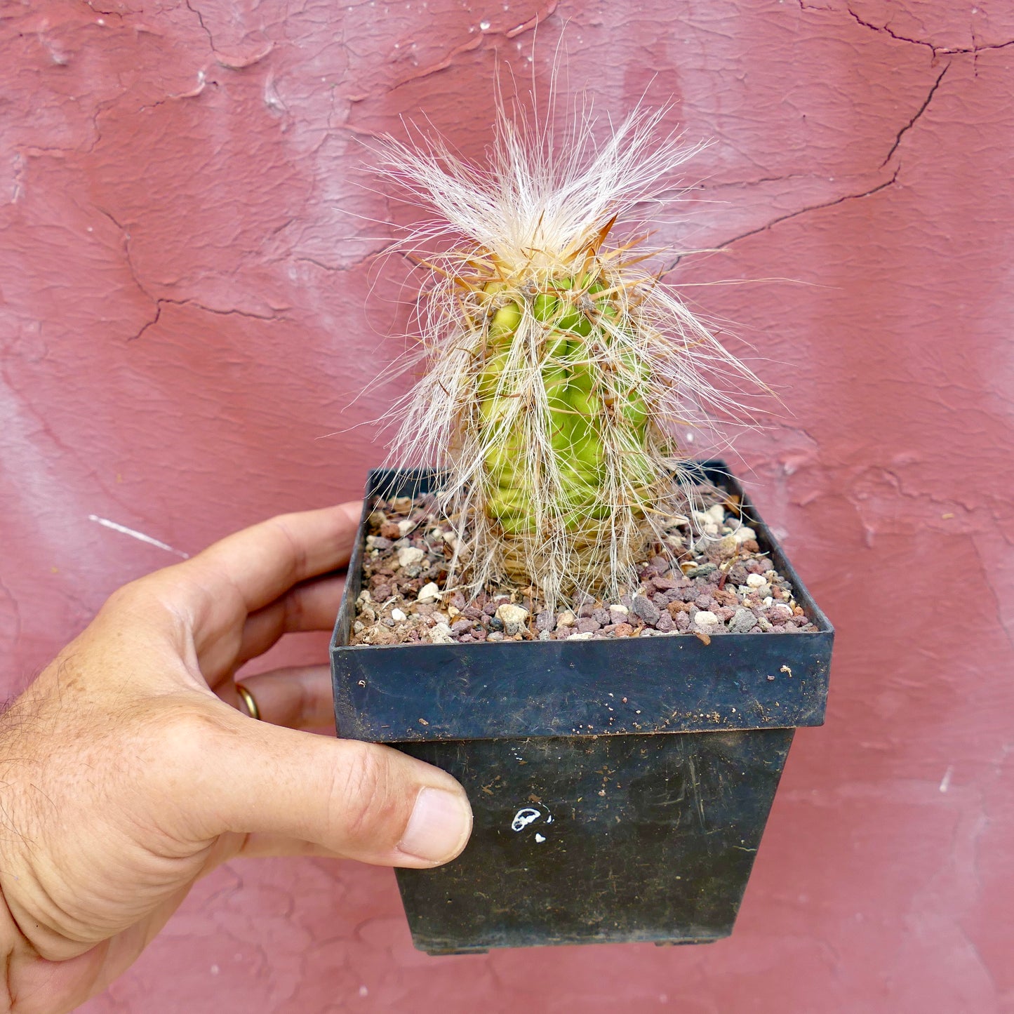 黒い鉢に入った長い白い毛のような刺を持つオレオセレウス・セルシアヌス多肉サボテン