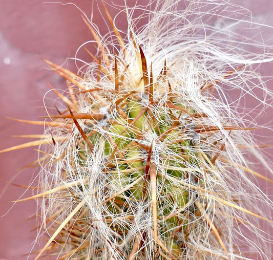 Cactus Oreocereus celsianus con fitta peluria bianca e robuste spine rosso-marroni in primo piano