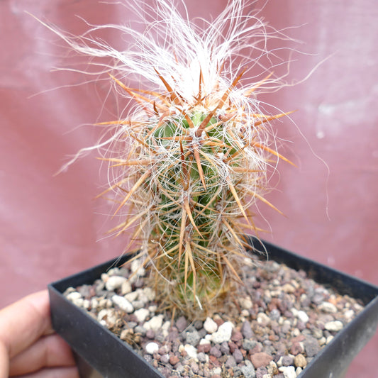 Oreocereus celsianus small cactus with dense white hairs and strong brown spines in pot