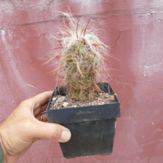 Oreocereus celsianus small succulent cactus with long brown spines and white hair-like fibers in pot
