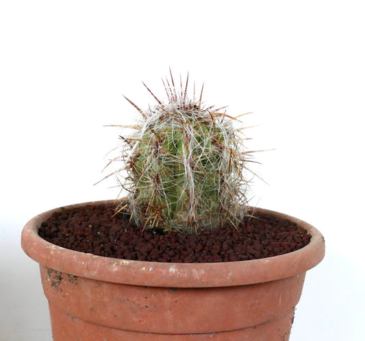 Oreocereus celsianus small cactus with dense white wool and long brown spines in terracotta pot
