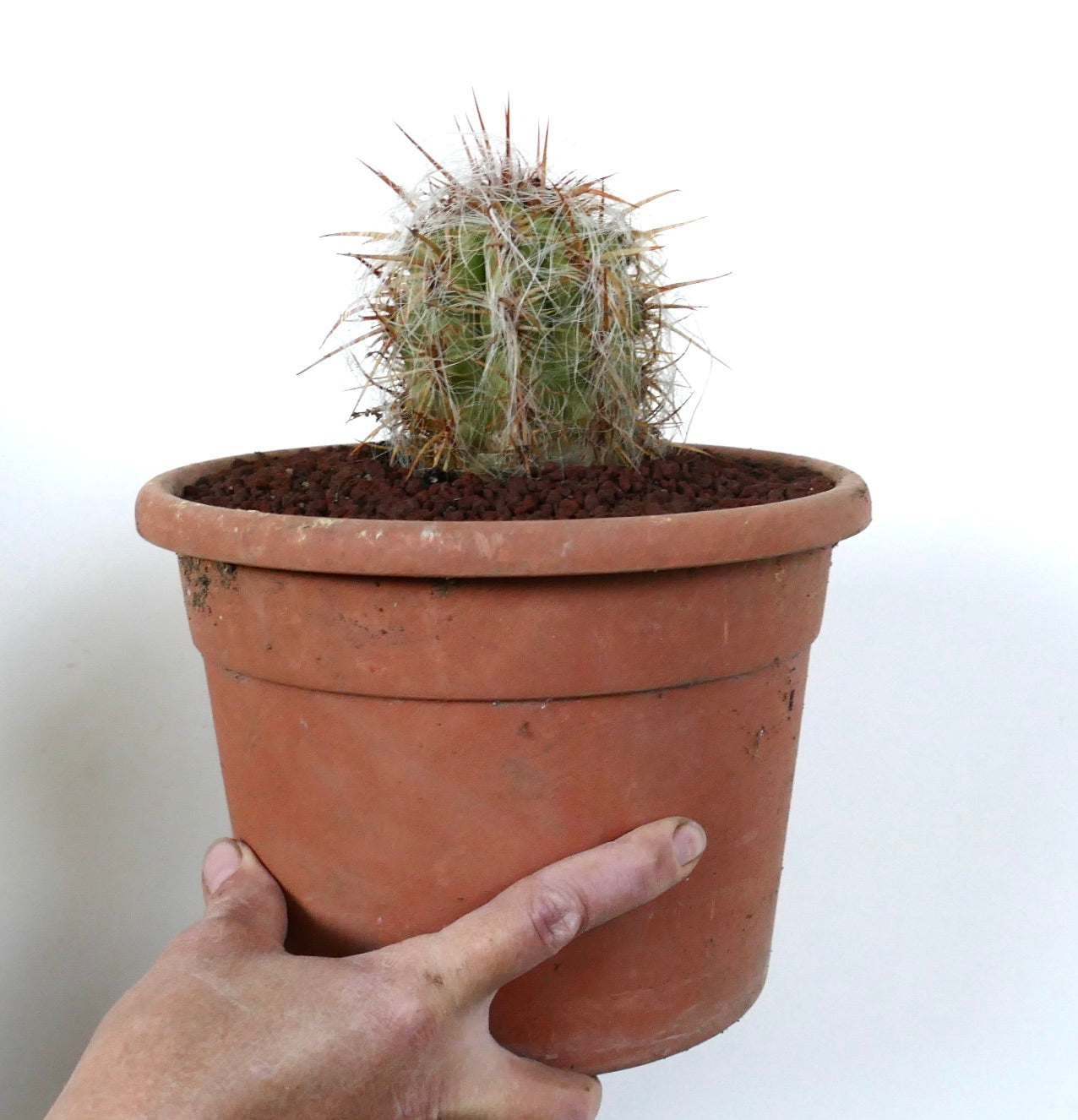 Oreocereus celsianus small succulent cactus with dense white hairs and long brown spines in terracotta pot