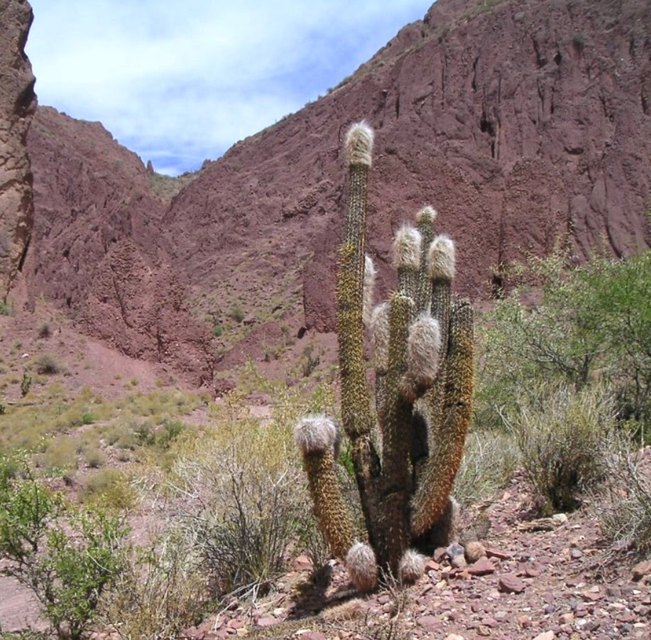 Oreocereus celsianus alto cactus con spine dense bianche e lanuginose in un paesaggio roccioso e arido