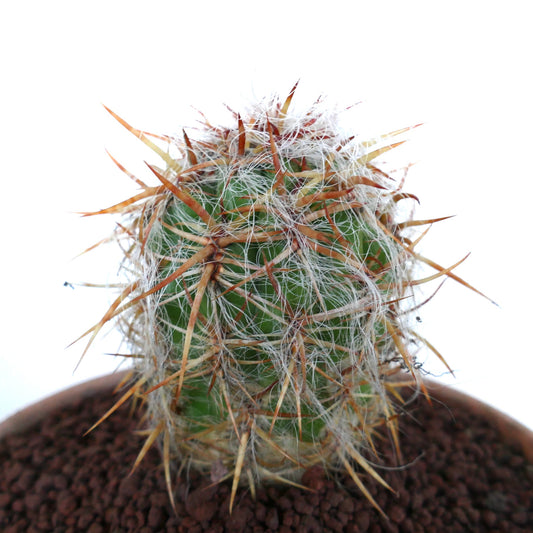 Oreocereus celsianus cactus with dense white wool and long reddish spines in pot
