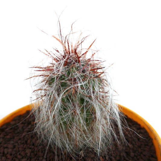 Oreocereus celsianus succulent cactus with dense white hairs and prominent red spines in pot