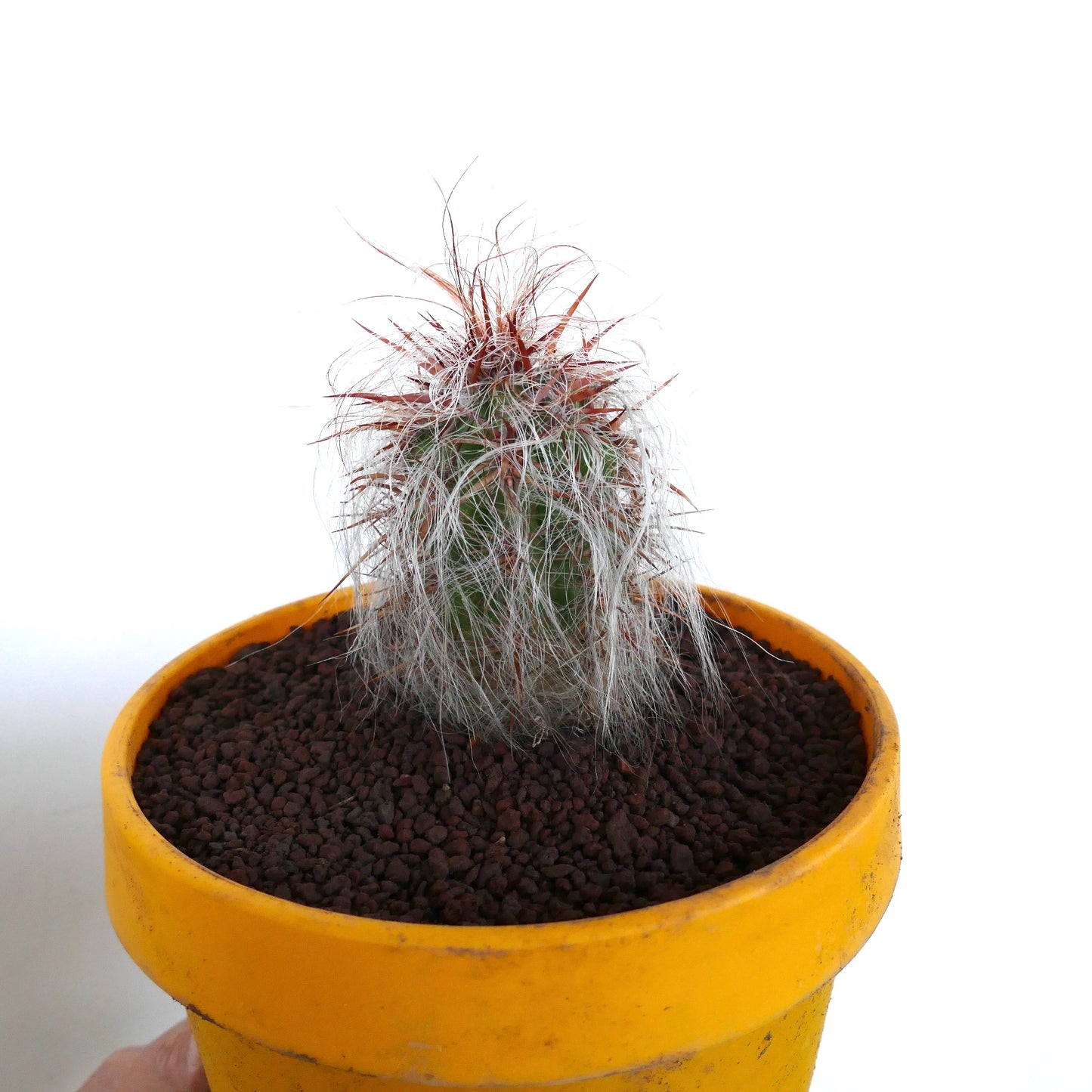 Oreocereus celsianus small cactus with dense white hairs and red spines in yellow pot