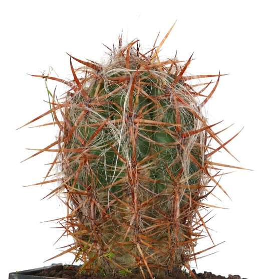 Cactus Oreocereus celsianus con spine lunghe e dense di colore rossastro e peli lanosi bianchi