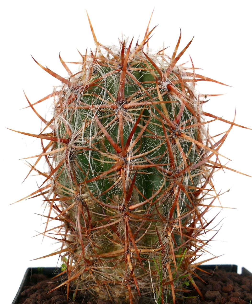 Oreocereus celsianus green cactus with dense long reddish spines and white hairy texture