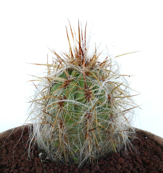 Oreocereus celsianus succulent cactus with dense white hairs and strong brown spines in pot