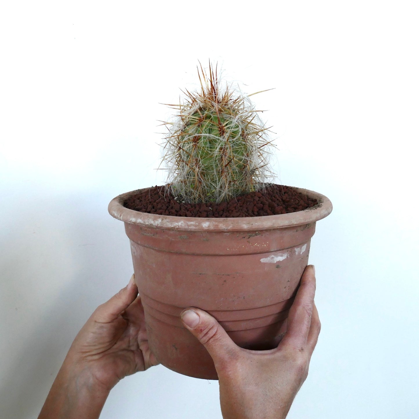 Oreocereus celsianus small cactus with dense strong spines and white hair-like fibers in terracotta pot