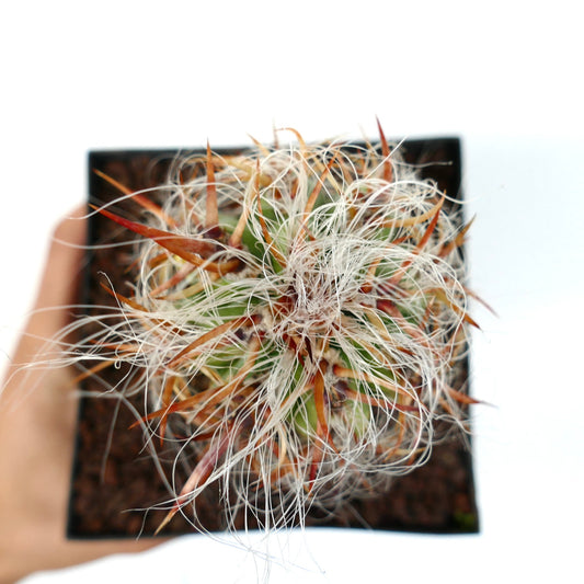 Oreocereus celsianus cactus succulento con lunghi peli bianchi e robuste spine rossastre in vaso