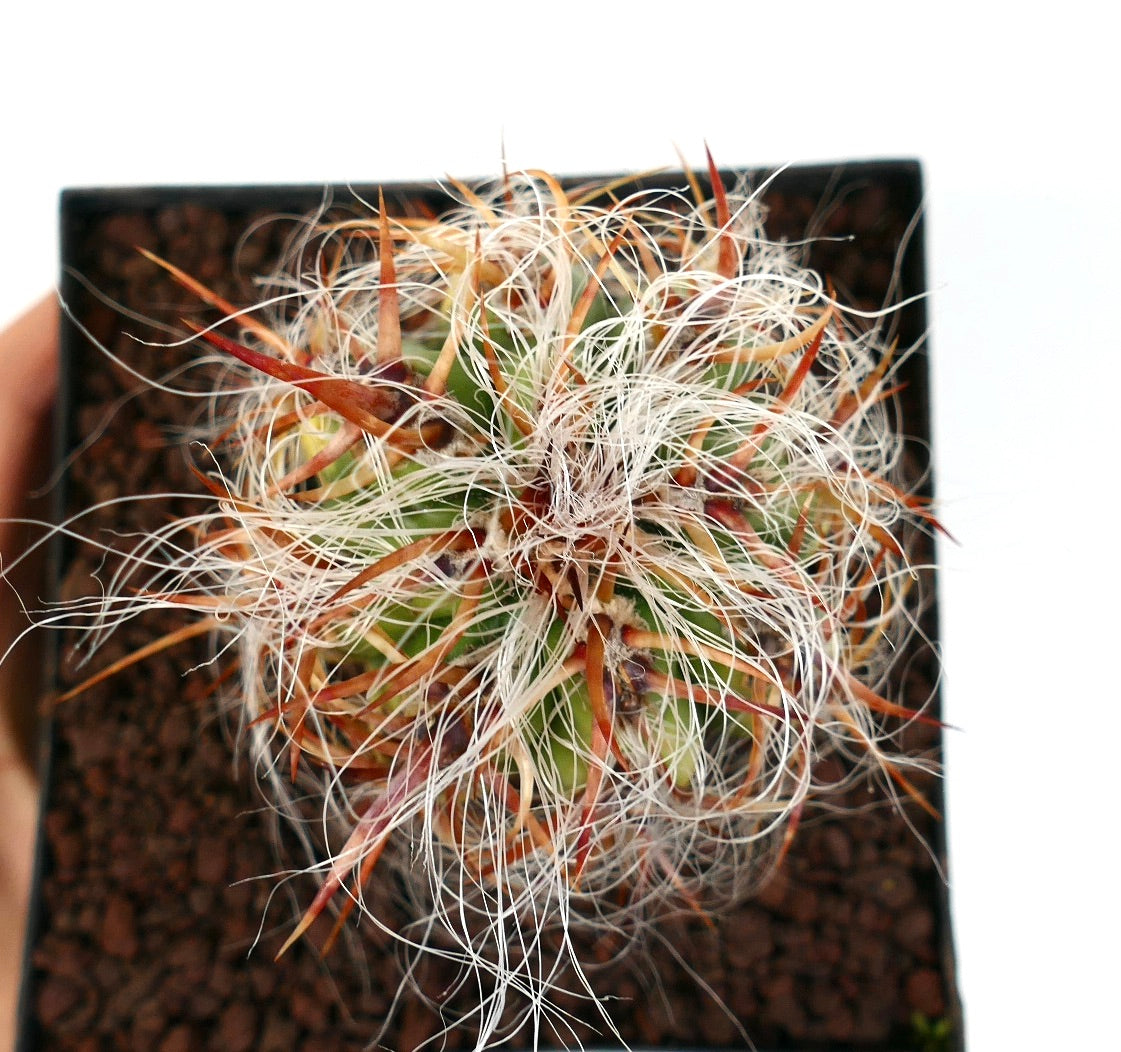 オレオセレウス・セルシアナス 多肉サボテン 白い密集した毛と鮮やかな赤みがかったトゲが特徴の鉢植え