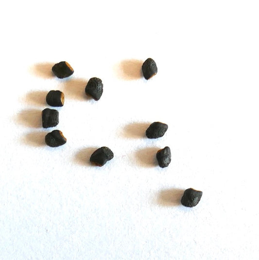 Oreocereus celsianus VARIEGATED SEEDS
