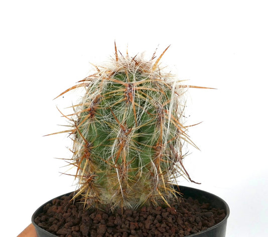 Oreocereus celsianus var celsianus piccolo cactus con densi peli bianchi e spine lunghe marroni in vaso
