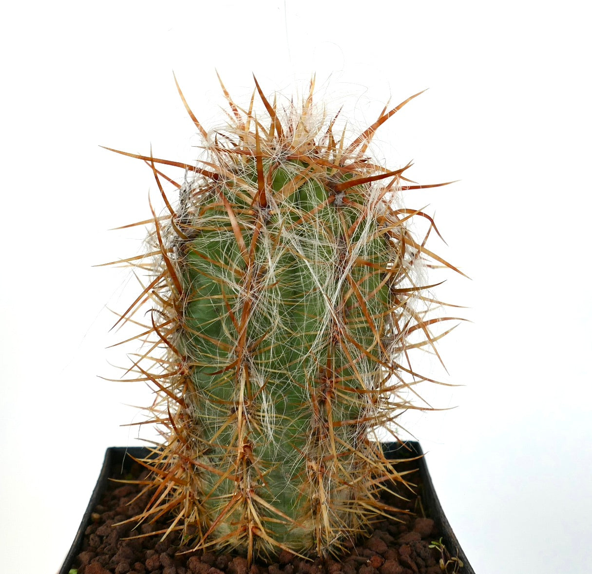 オレオセレウス・セルシアナス var. セルシアナス 多肉植物のサボテンで、密集した白い毛と長い茶色の棘があります