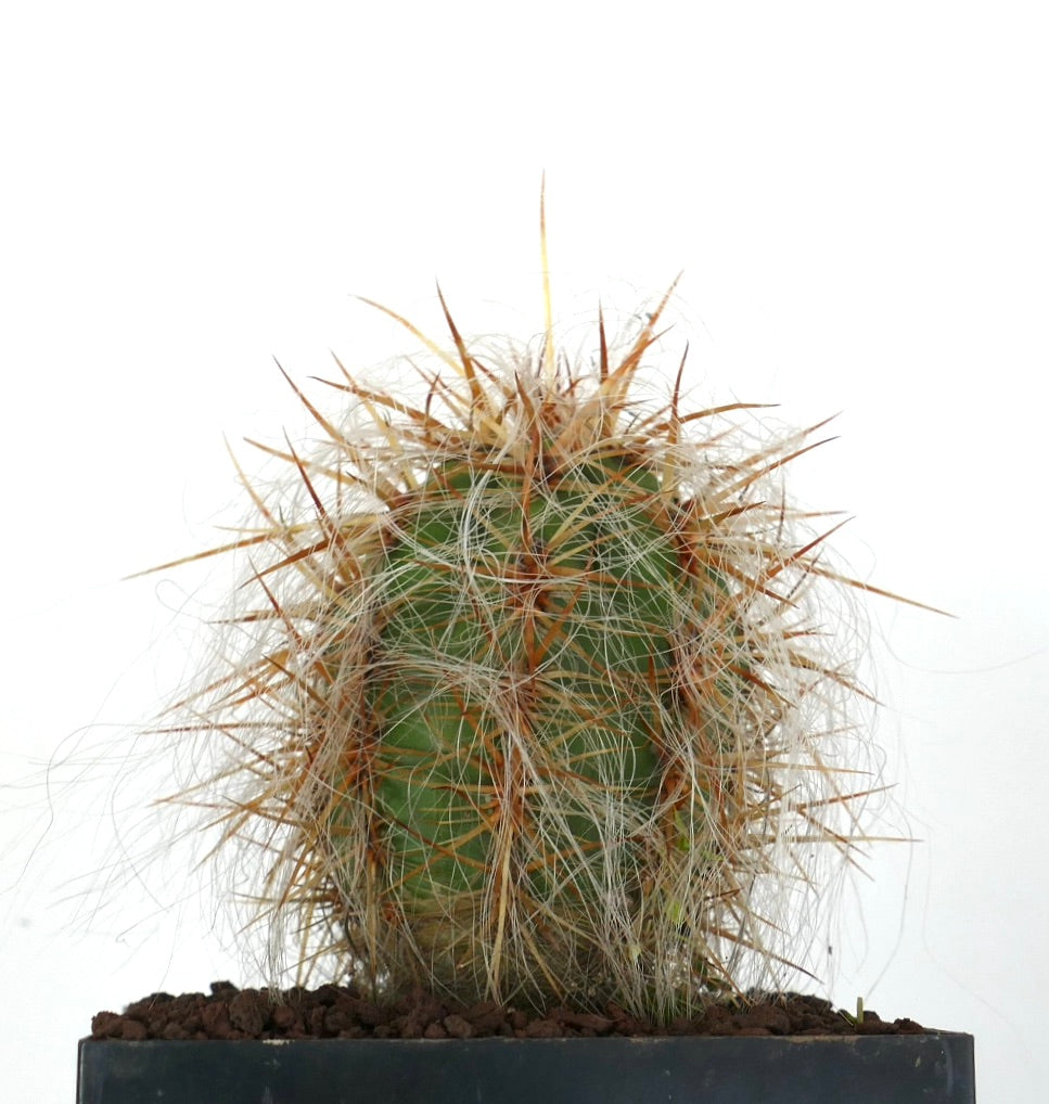 Oreocereus celsianus var. celsianus cacto suculento com pelos brancos densos e longas espinhas avermelhadas