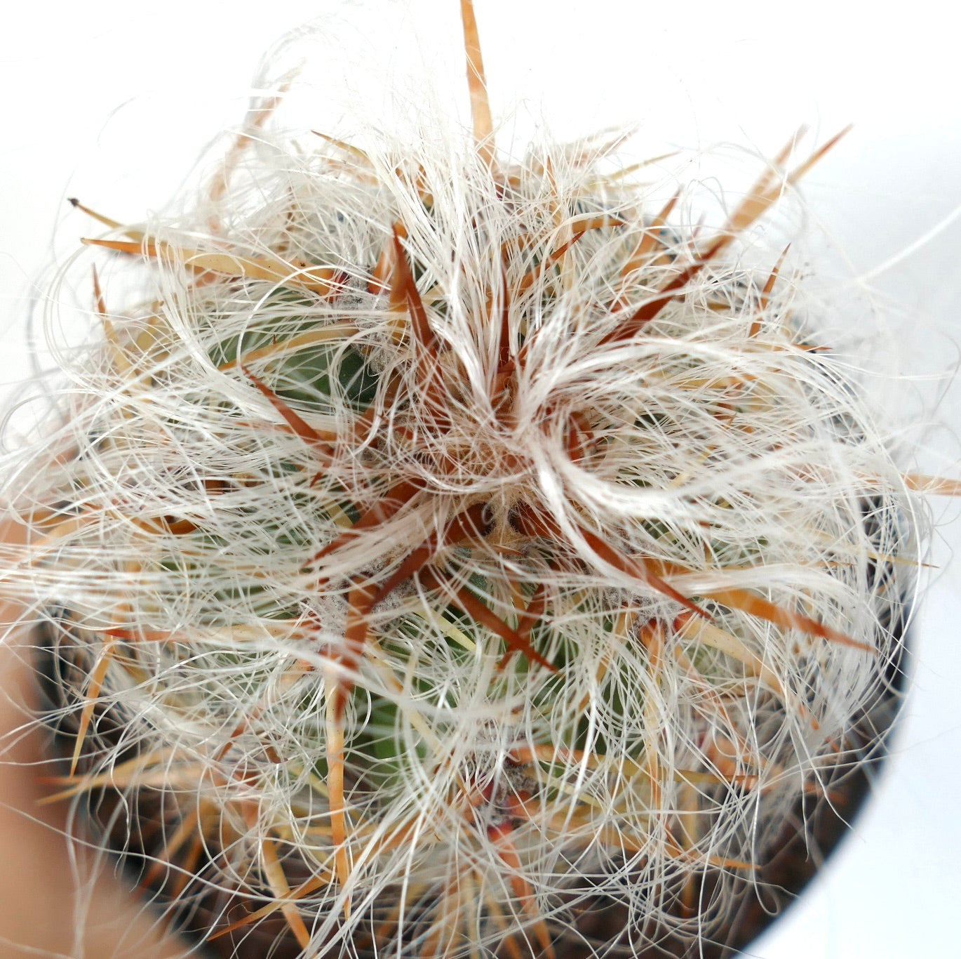 Oreocereus celsianus var celsianus cactus with dense white hair-like spines and prominent orange thorns