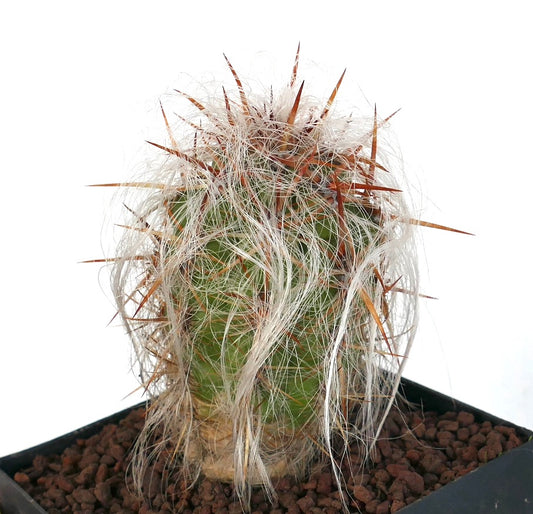 Oreocereus celsianus var celsianus cactus succulento con lunghi peli bianchi e spine appuntite marroni