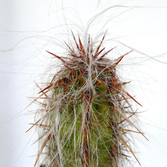 Oreocereus celsianus var celsianus cactus succulento con densa peluria bianca e aculei appuntiti rossastri