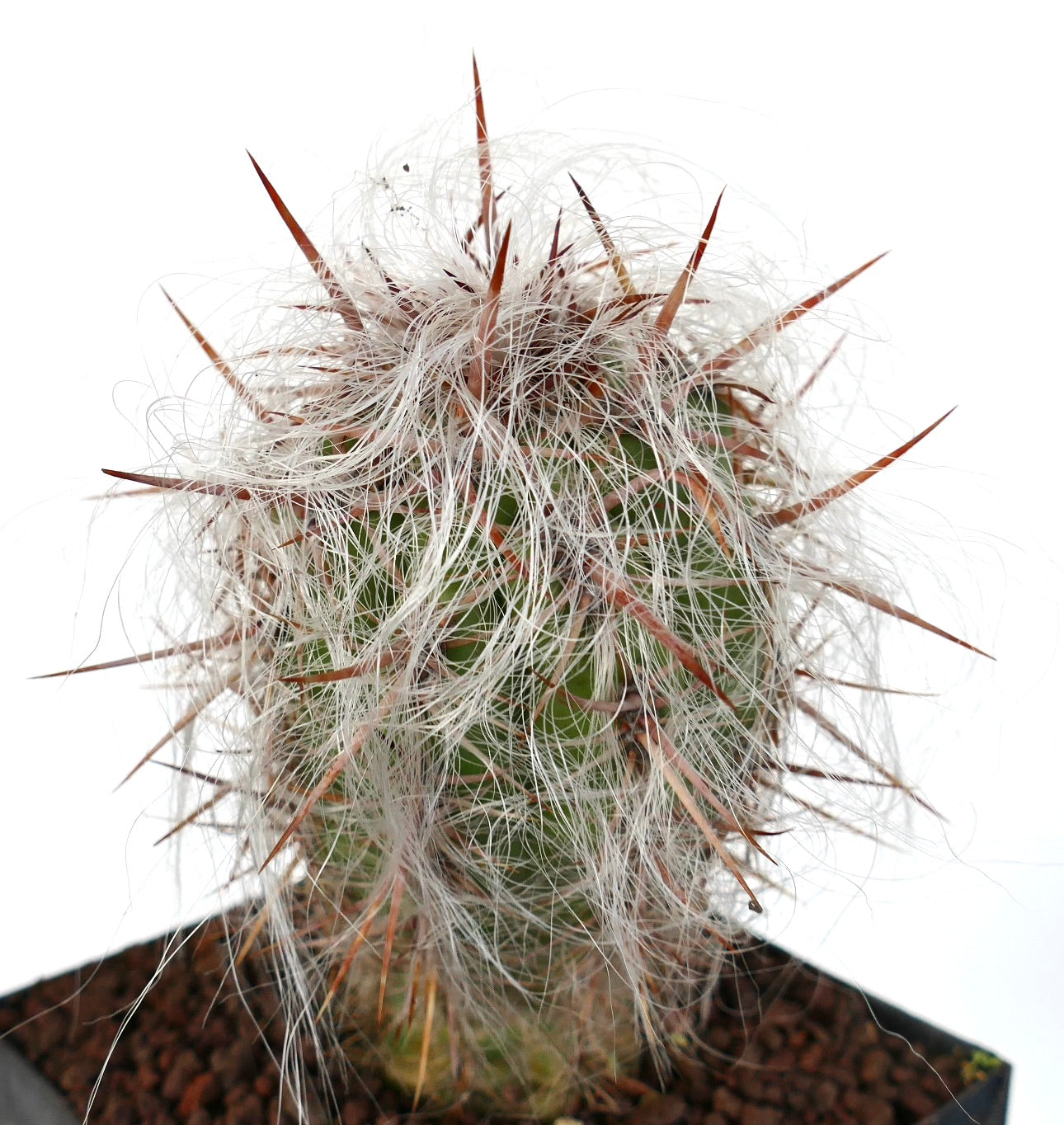 オレオケレウス・セルシアヌス var セルシアヌス 白く密集した毛と長い赤みがかった棘を持つサボテン 多肉植物標本