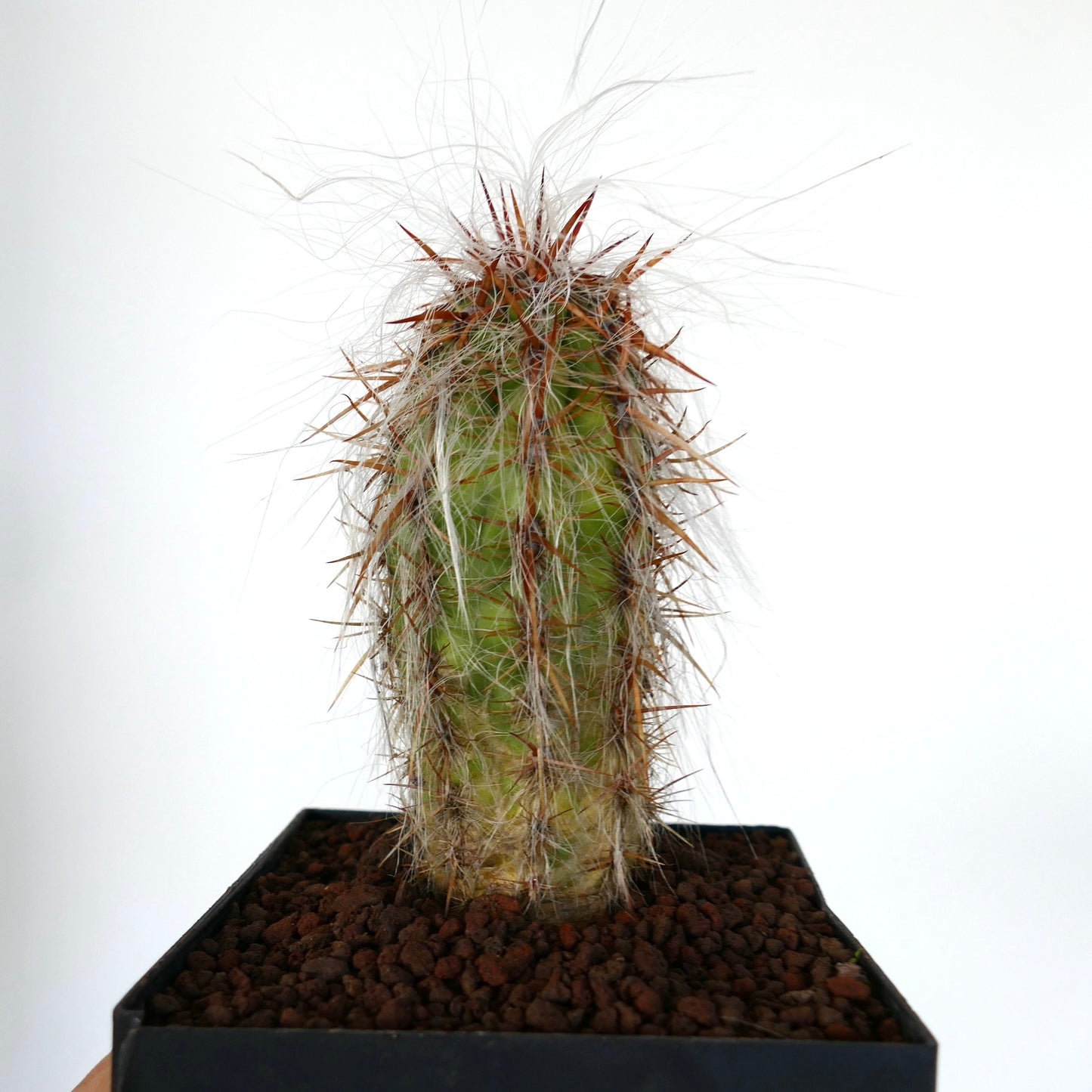 Oreocereus celsianus var celsianus small cactus with dense white hair and long brown spines