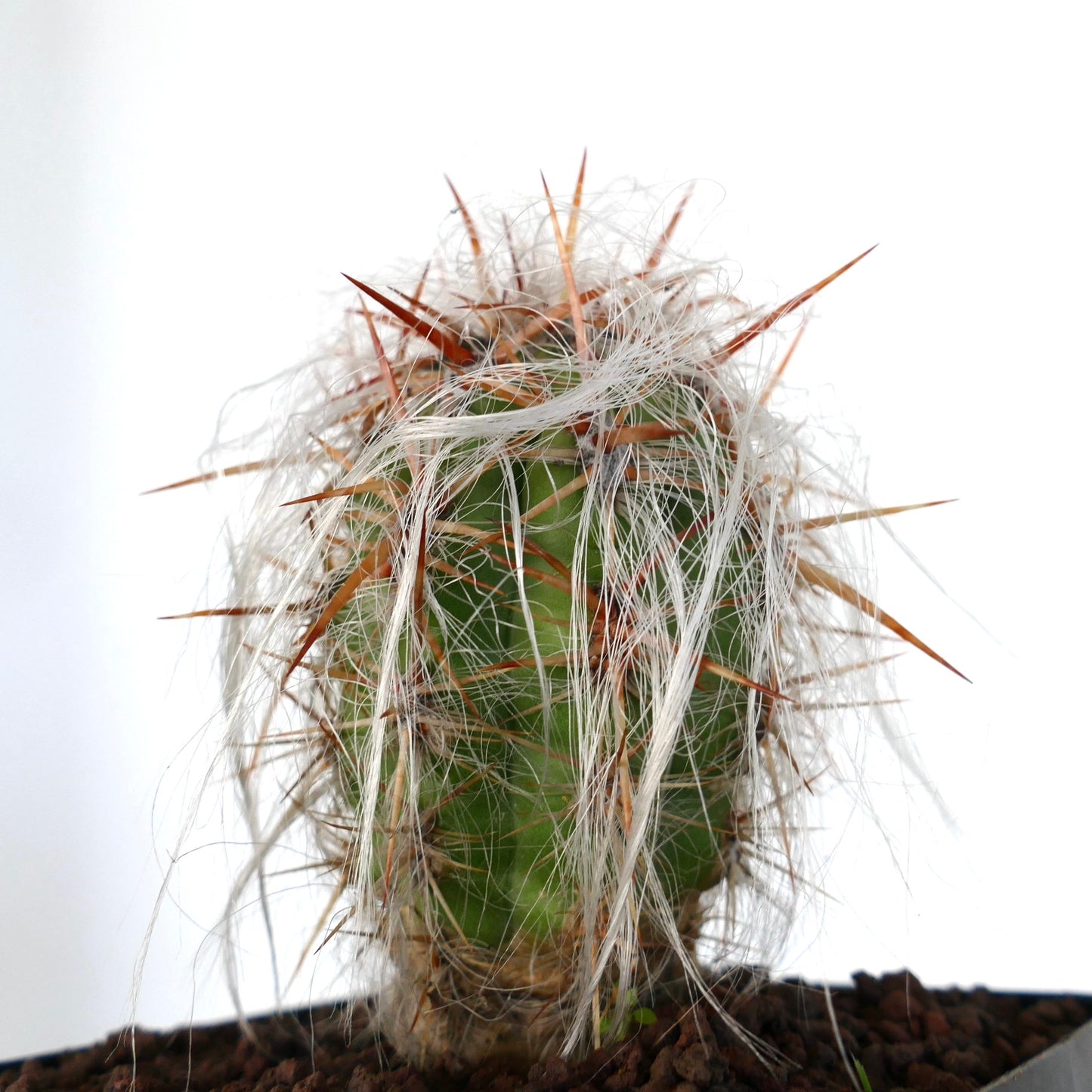 Oreocereus celsianus var celsianus succulent cactus with dense white hair and long reddish spines