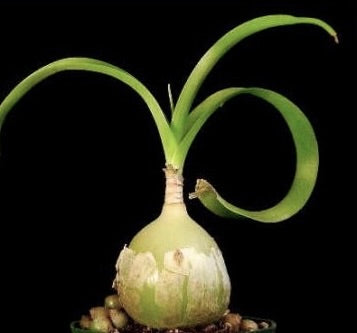 Ornithogalum caudatum løkplante med buede grønne blader og glatt tekstur