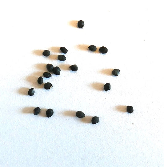 Oroya peruviana kleine schwarze Sukkulenten-Kaktussamen auf weißem Hintergrund verteilt