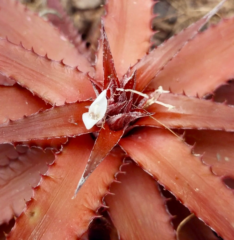 Orthophytum saxatilis vetplant met roodachtige stekelige bladeren en kleine witte bloemen