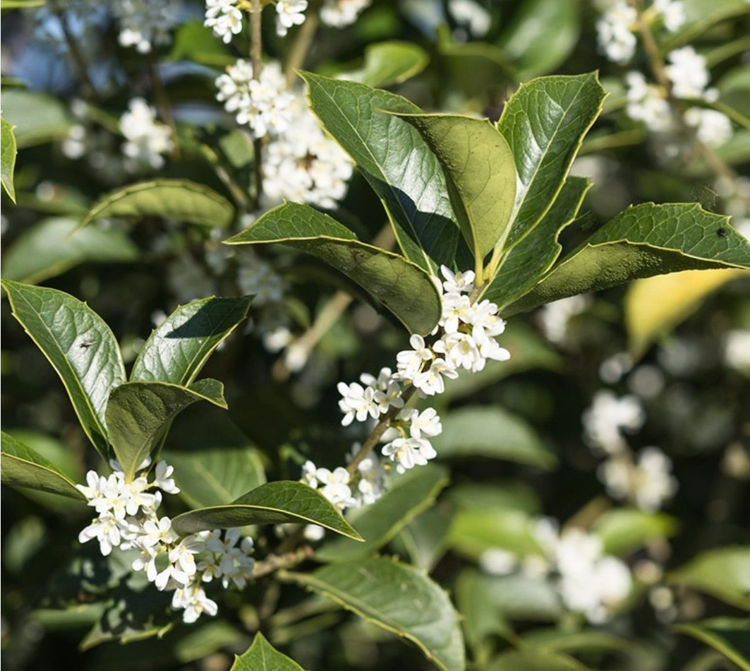 Osmanthus aquifolium glossy green leaves with small fragrant white flowers blooming