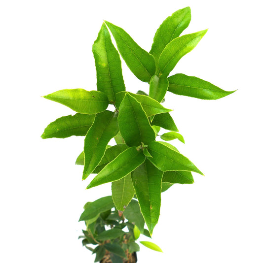 オスマンサス・フラグランスの明るい緑色の槍形の葉が茂みの枝に付いている