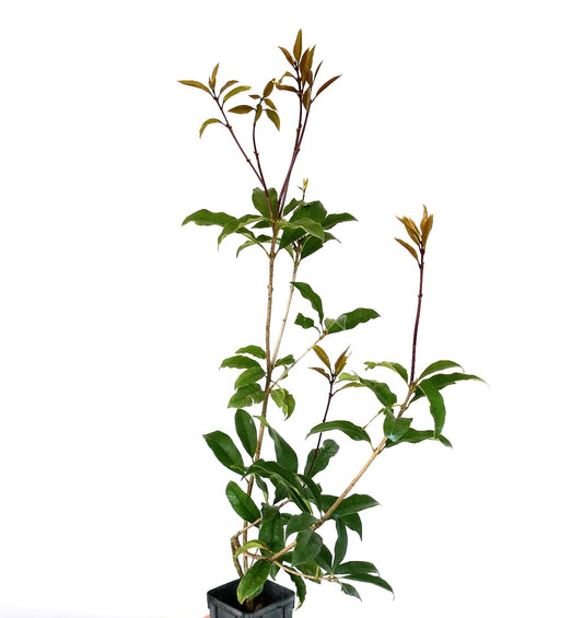 Osmanthus fragrans cv AURANTICUS