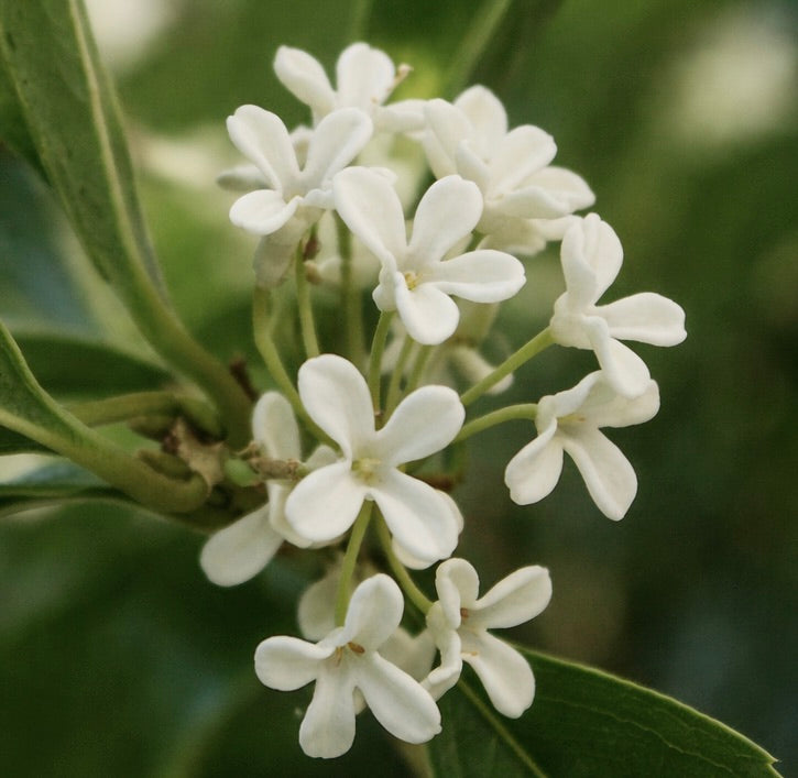Osmanthus fragrans cv MINSIJI cluster of small fragrant white flowers with green leaves