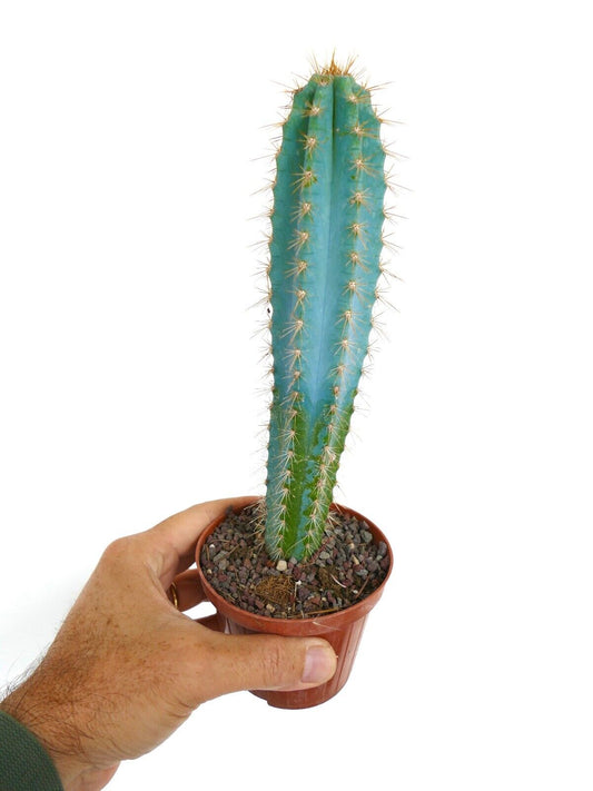 Pilosocereus azureus tall blue-green cactus with sharp golden spines in small pot