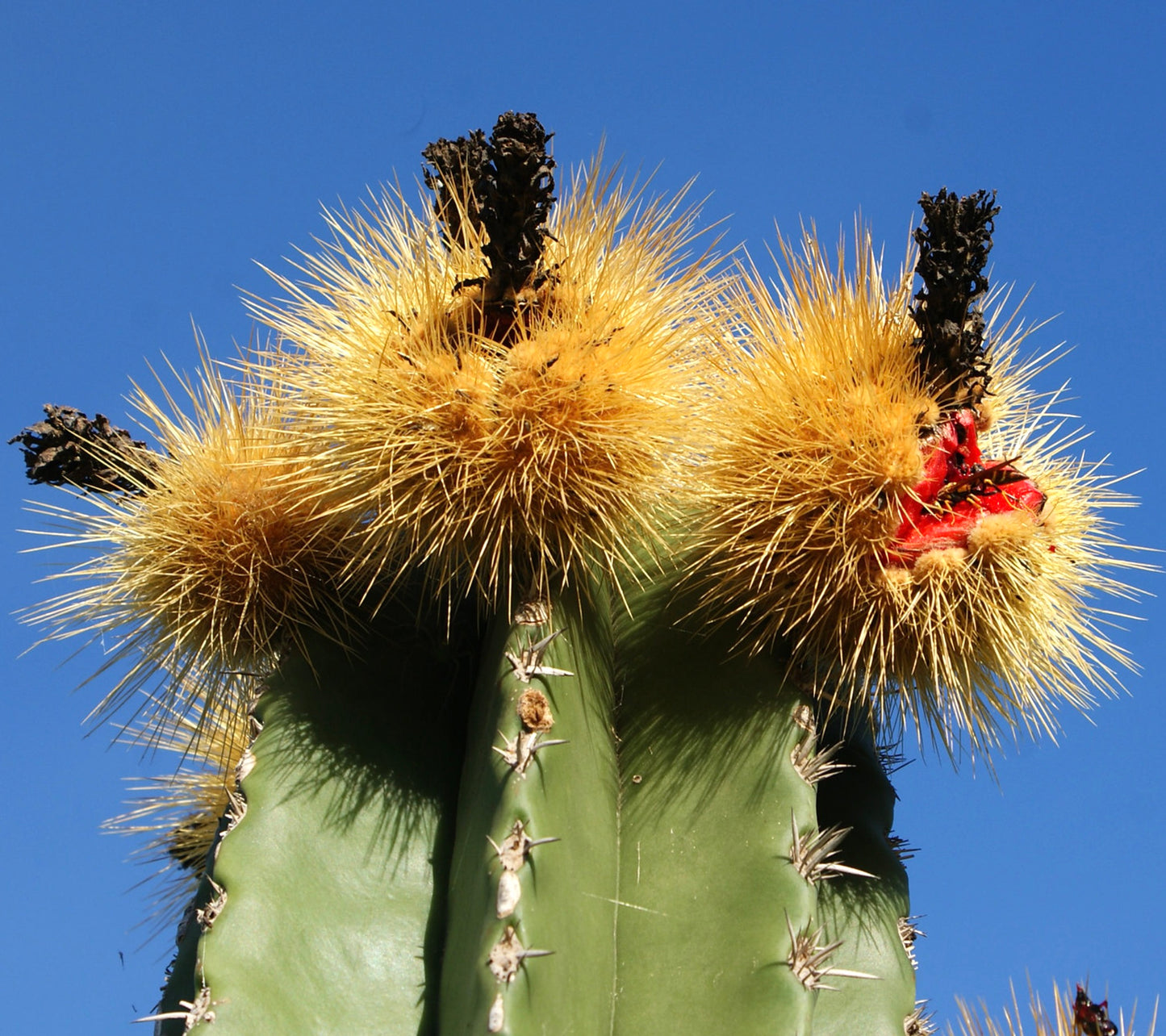 Pachycereus pecten-aboriginum cactus with thick green stems and dense yellow spiny fruit against blue sky