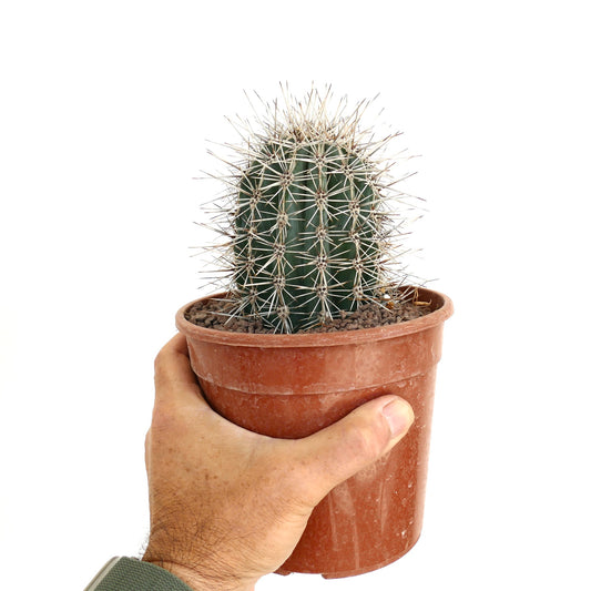 Pachycereus pringlei small green cactus with prominent long white spines in terracotta pot