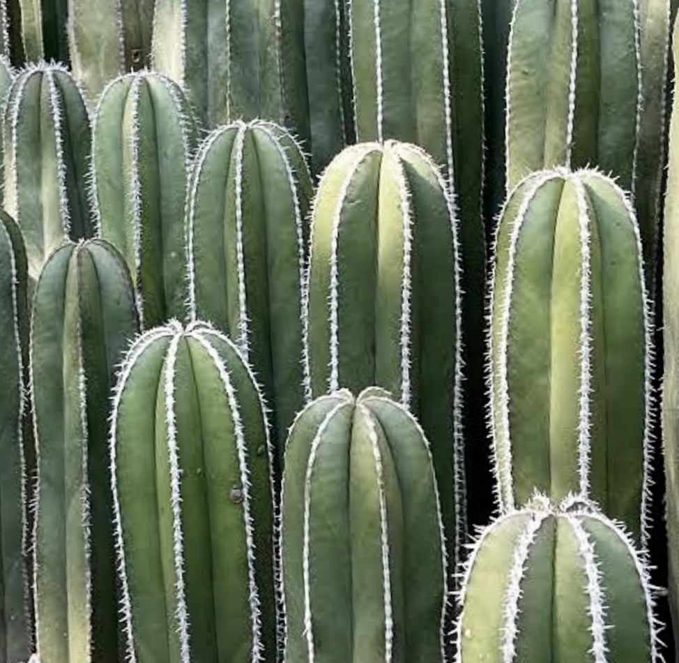 Pachycereus marginatus grand cactus columnaire vert avec des épines blanches et une texture cannelée
