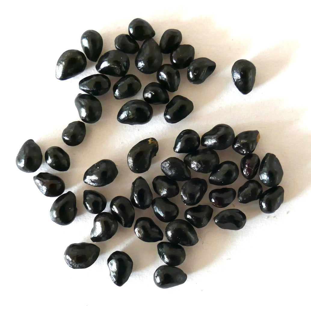 بذور صبار باتشيسيريوس بكتين-أبورجينوم السوداء اللامعة عن قرب على خلفية بيضاء