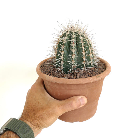 Pachycereus pringlei small green cactus with prominent white spines in terracotta pot