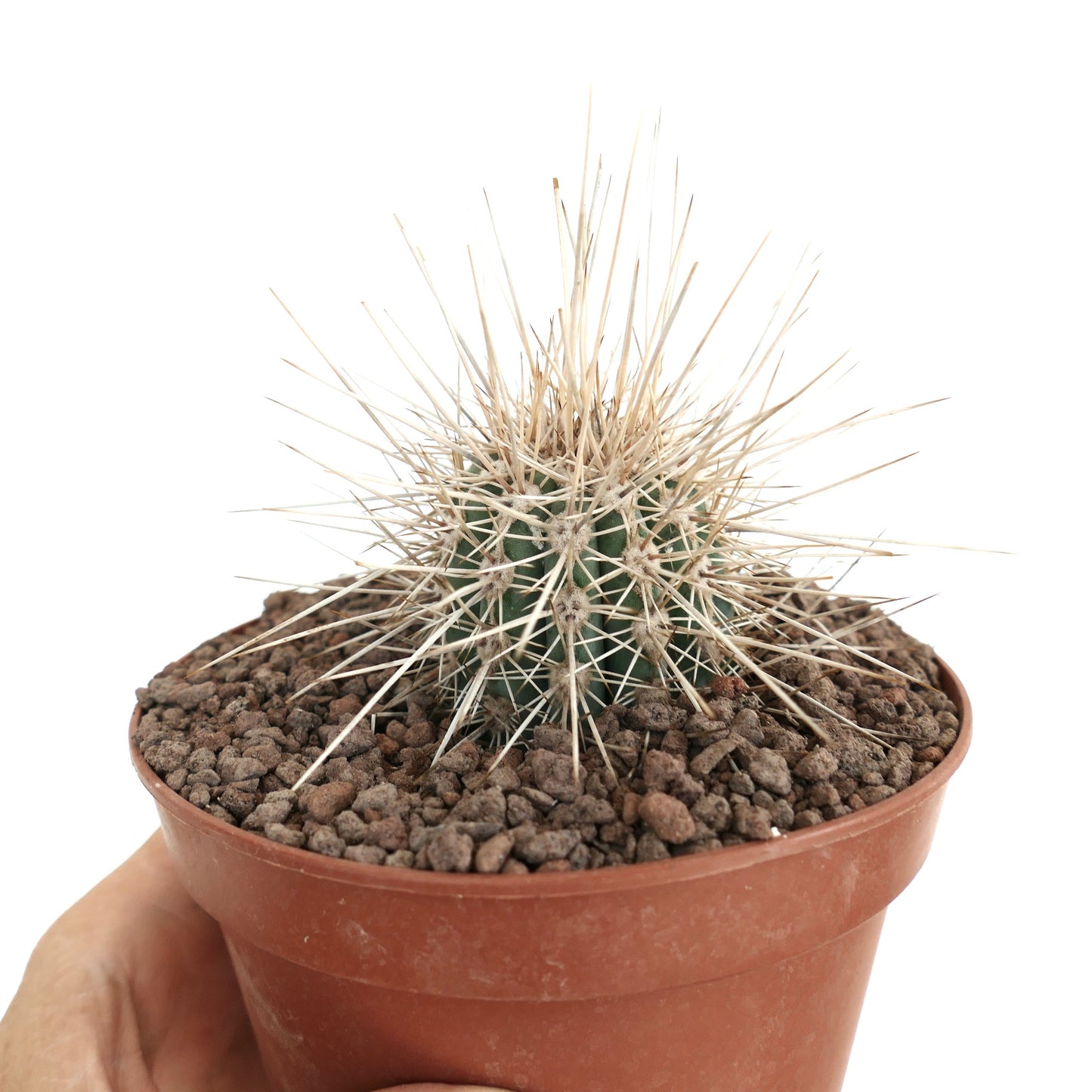 Pachycereus pringlei liten kaktus med lange skarpe hvite pigger i terrakottapotte