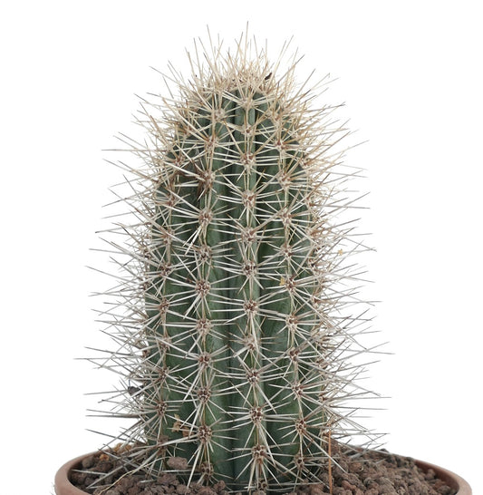 Pachycereus pringlei tall green cactus with dense white spines in pot succulent specimen