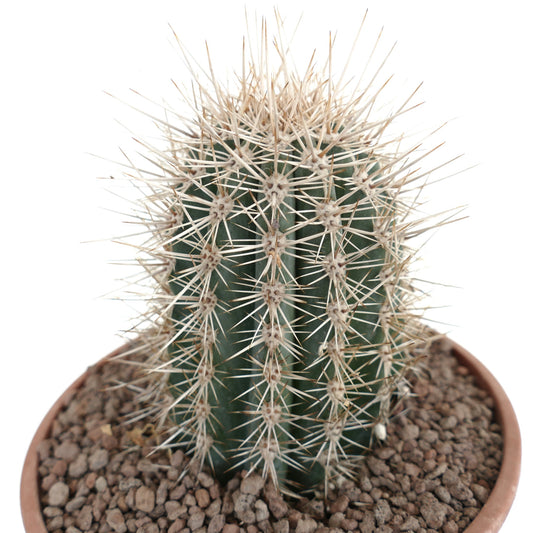 Pachycereus pringlei succulent cactus with dense long white spines in terracotta pot