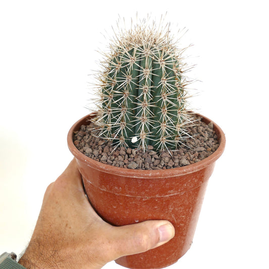 Pachycereus pringlei small green cactus with prominent white spines in terracotta pot held by hand