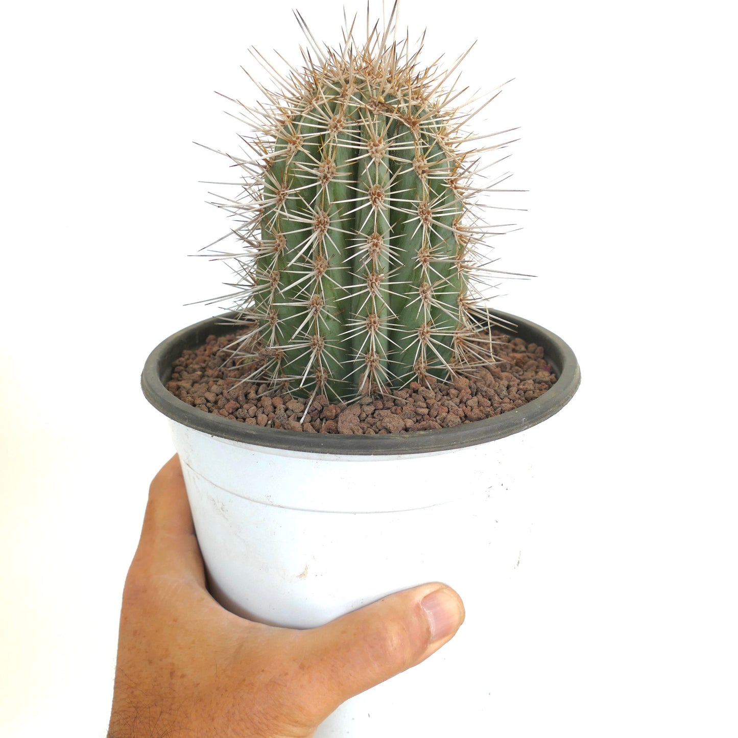 Pachycereus pringlei kleiner grüner Kaktus mit auffälligen scharfen Stacheln in weißem Topf