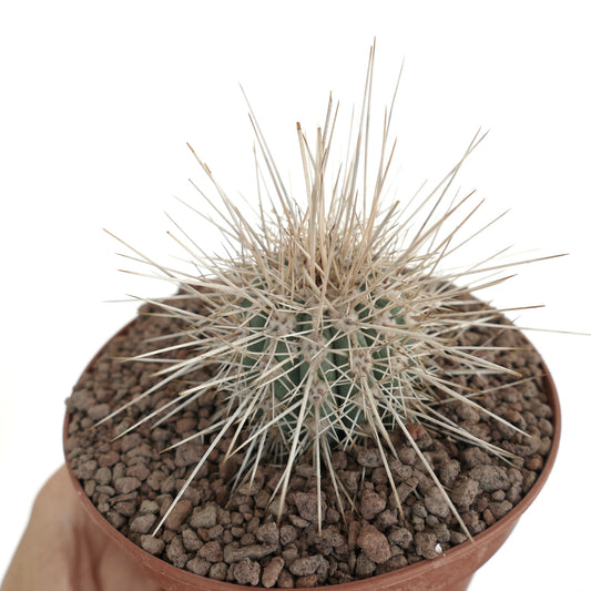 Pachycereus pringlei small cactus with long sharp white spines in brown pot