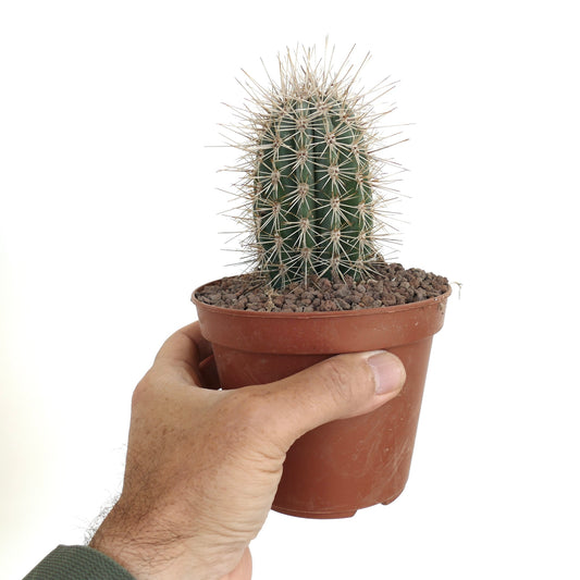 Pachycereus pringlei small green cactus with long white spines in terracotta pot held by hand