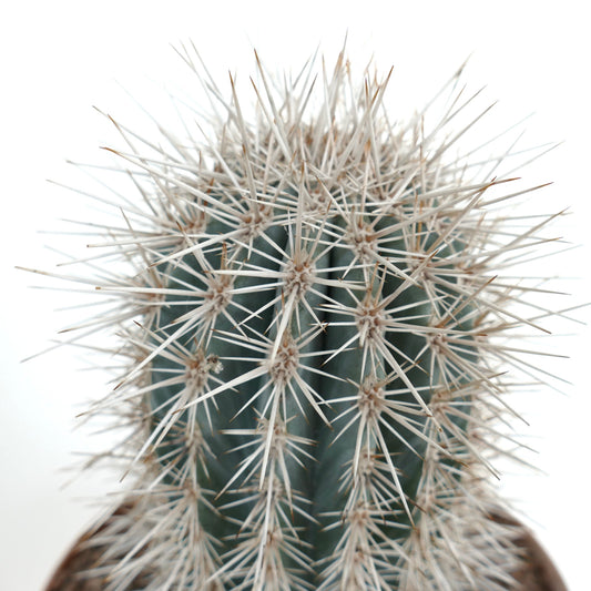 Pachycereus pringlei cactus with dense long white spines and blue-green ribbed stem