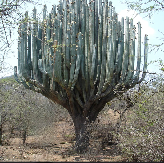 Pachycereus weberi alto cactus succulento con più rami costolati in paesaggio arido
