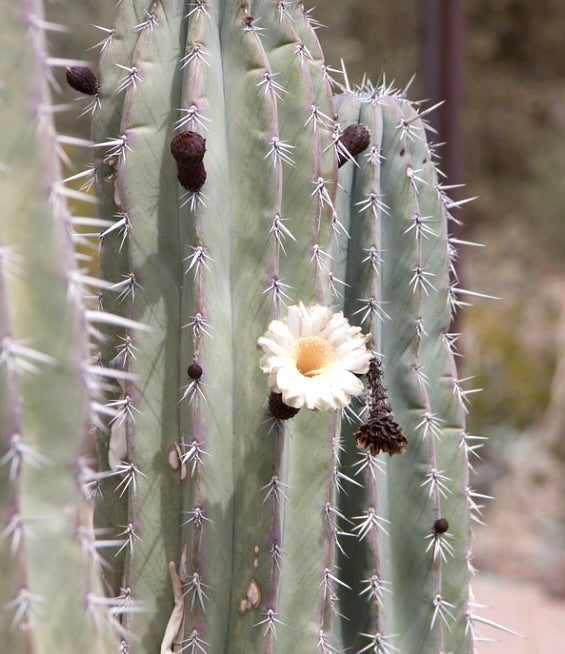 Pachycereus weberi, alto cactus succulento con fiore bianco e spine pungenti